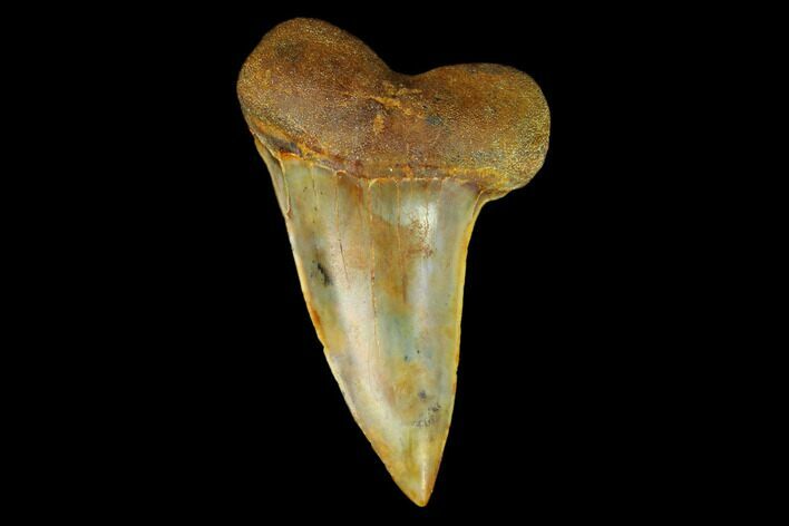Colorful Mako/White Shark Tooth Fossil - Sharktooth Hill, CA #122685